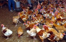 Poulets: la France a un taux de contamination parmi les plus bas d'Europe Poulets: la France a un taux de contamination parmi les plus bas d'Europe