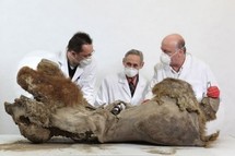 Le plus vieux bébé mammouth du monde sera exposé jeudi soir au Puy-en-Velay Le plus vieux bébé mammouth du monde sera exposé jeudi soir au Puy-en-Velay