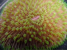 Des cellules de corail congelées pour les préserver de l'extinction Des cellules de corail congelées pour les préserver de l'extinction