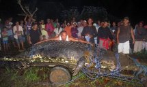 Capture aux Philippines d'un crocodile de mer géant Capture aux Philippines d'un crocodile de mer géant