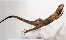 La queue du lézard sauteur, un balancier hérité des dinosaures ? La queue du lézard sauteur, un balancier hérité des dinosaures ?