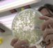 Un gène résistant à la sécheresse: révolution biotechnologique en Argentine