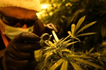 En Italie, des narcos de l'armée couvent le cannabis thérapeutique