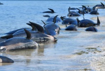 Nouvelle-Zélande: nouvel échouage de baleines Nouvelle-Zélande: nouvel échouage de baleines
