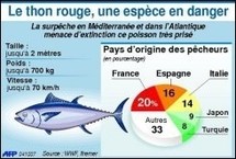 Un braconnier interpellé dans les Bouches-du-Rhône avec 250 kg de thon rouge