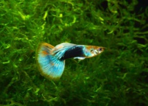 Le venin d'un petit poisson du pacifique source possible d'un nouvel Le venin d'un petit poisson du pacifique source possible d'un nouvel