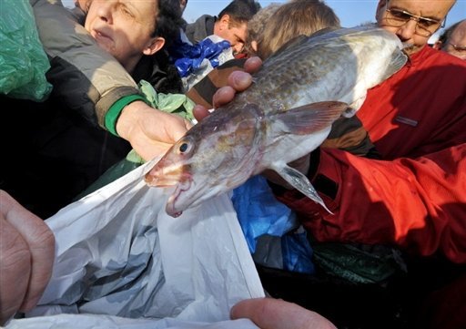 Pêche : l'Europe s'attaque au gaspillage du poisson en mer