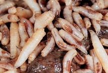 Des asticots contre les ulcères de la jambe Des asticots contre les ulcères de la jambe