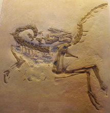 Un dinosaure inconnu découvert en Yakoutie Un dinosaure inconnu découvert en Yakoutie