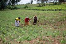 Pour aider son agriculture, l'Afrique va dresser un état des lieux de ses sols