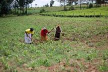 Pour aider son agriculture, l'Afrique va dresser un état des lieux de ses sols Pour aider son agriculture, l'Afrique va dresser un état des lieux de ses sols