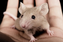 Les mêmes odeurs attirent les hommes et les souris