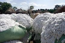 Des Africains s'inspirent d'HEC pour vendre leur coton