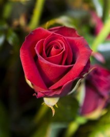 La fête de la Saint-Valentin fait polémique à Boulogne-Billancourt