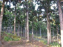 FAO : Les forêts plantées contribuent à réduire les pertes de forêts naturelles