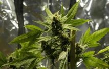 L'Uruguay ouvre son registre de consommateurs de cannabis
