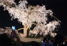 Adorée au Japon, la fleur du cerisier perturbée par le changement climatique