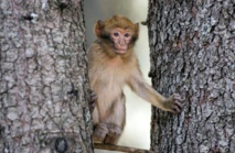 Le Maroc veut sauver le singe magot, un macaque en danger Le Maroc veut sauver le singe magot, un macaque en danger