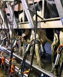 Suspension des négociations sur le prix du lait