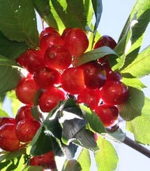 Cisjordanie: Festival de la cerise pour promouvoir la colonisation