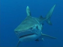 Alerte au requin sur une plage d'Antibes