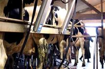 L'Europe désarmée face à la crise des producteurs de lait L'Europe désarmée face à la crise des producteurs de lait