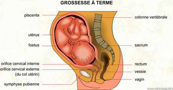 Les aliments à éviter en cours de grossesse Les aliments à éviter en cours de grossesse