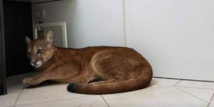 Brésil: un puma évacué d'un bureau en pleine ville Brésil: un puma évacué d'un bureau en pleine ville