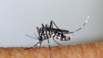 Deux cas autochtones du virus chikungunya détectés dans le sud-est de la France