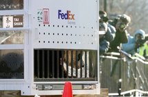 En pleine crise, la Chine célèbre l'arrivée de pandas nés aux Etats-Unis En pleine crise, la Chine célèbre l'arrivée de pandas nés aux Etats-Unis