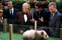 Le bébé panda chinois du Zoo de Beauval baptisé Yuan Meng Le bébé panda chinois du Zoo de Beauval baptisé Yuan Meng