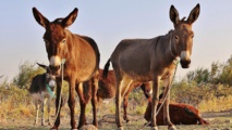 La Chine relance le marché des ânes au Nigeria