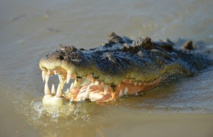 Australie: Un couple se fait surprendre par un crocodile le jour de Noël