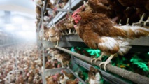 Grippe aviaire : Abu Dhabi interdit l'importation d'oiseaux vivants en provenance des Pays-Bas Grippe aviaire : Abu Dhabi interdit l'importation d'oiseaux vivants en provenance des Pays-Bas