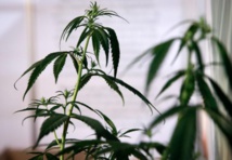 Pas de dépénalisation mais des amendes contre le cannabis en France Pas de dépénalisation mais des amendes contre le cannabis en France