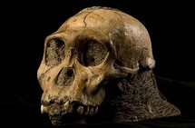 Un hominidé inconnu révèle une nouvelle étape de l'évolution humaine