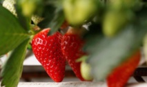 Des pesticides dans près de trois quarts des fruits, selon un rapport