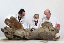 Le plus vieux bébé mammouth du monde sera exposé jeudi soir au Puy-en-Velay