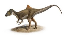 Un dinosaure bossu découvert en Espagne