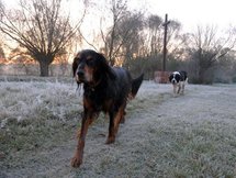 Se faire de nouveaux amis sur le web grâce à son chien Se faire de nouveaux amis sur le web grâce à son chien