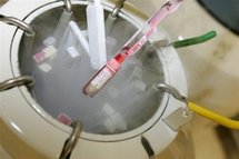 Une éventuelle baisse de la fertilité humaine ne menace pas la démographie Une éventuelle baisse de la fertilité humaine ne menace pas la démographie