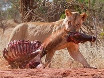 Un touriste tué sous sa douche par un lion au Zimbabwe Un touriste tué sous sa douche par un lion au Zimbabwe