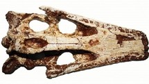 Découverte d'un fossile de crocodile vieux de 100 millions d'années