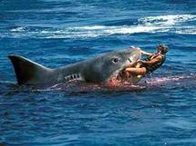 Attaque Requins egypte video leaked, Horrific shark attack kills two women in Egypt Attaque Requins egypte video leaked, Horrific shark attack kills two women in Egypt