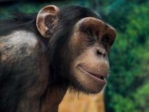 Calculs rénaux et montagnes russes, singes imitant l'homme au menu des Anti-Nobel 2018 Calculs rénaux et montagnes russes, singes imitant l'homme au menu des Anti-Nobel 2018