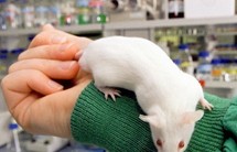 Des chercheurs japonais ont donné naissance à une "souris gazouilleuse"