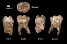 Des restes d'un Homo sapiens de 400.000 ans découverts en Israël
