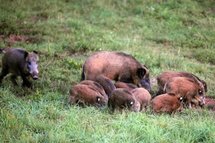 Des sangliers entrent dans une bijouterie et sont chassés par la gérante Des sangliers entrent dans une bijouterie et sont chassés par la gérante