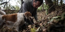 En Italie, les chiens truffiers ont leur propre "université" En Italie, les chiens truffiers ont leur propre "université"