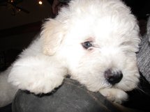 Mark Zuckerberg a créé une page Facebook... pour son chien Mark Zuckerberg a créé une page Facebook... pour son chien